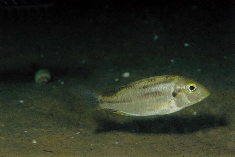 Tramitichromis trilineatus 'Chembe Beach'